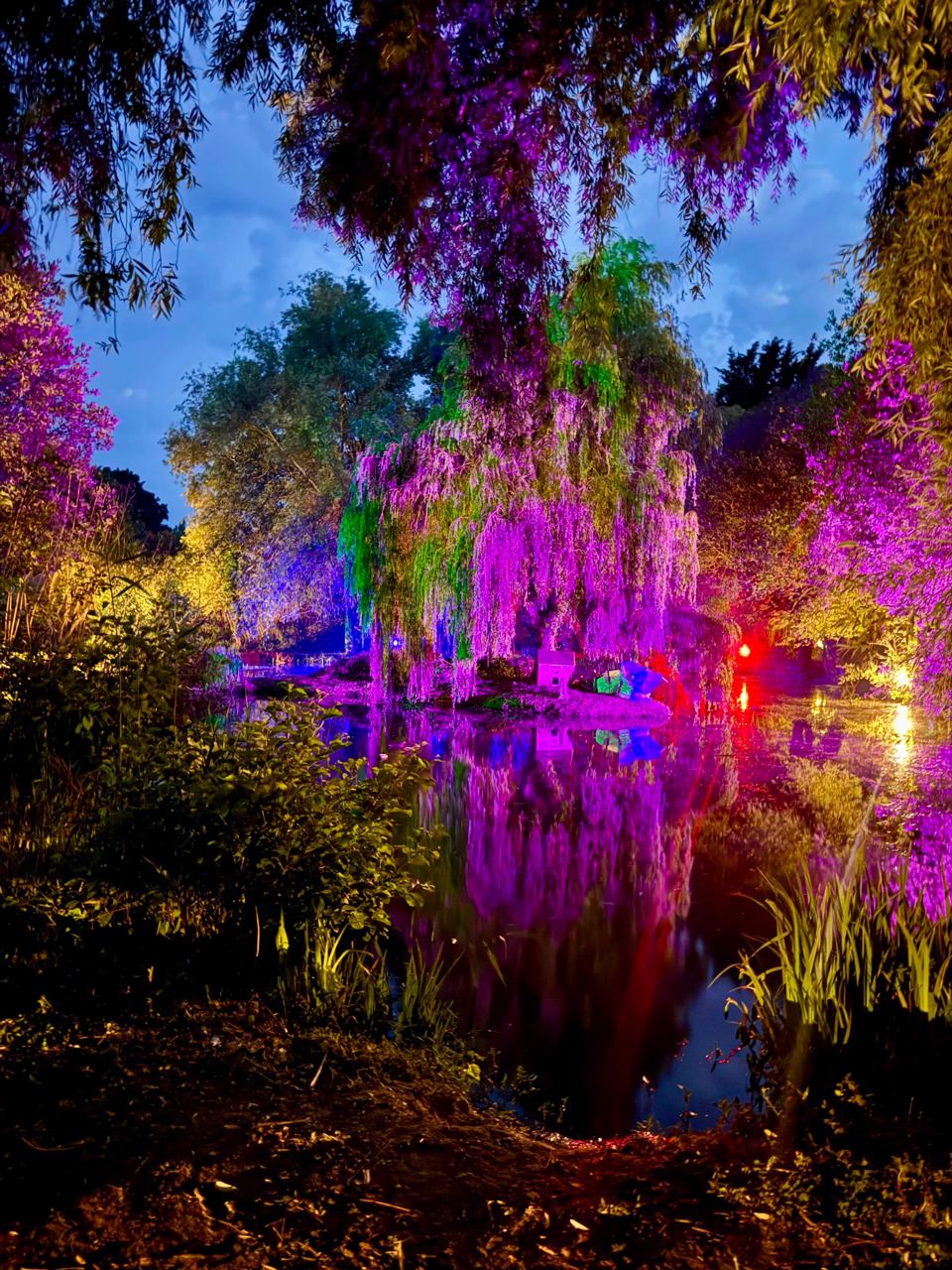 Willow trees lit up at night