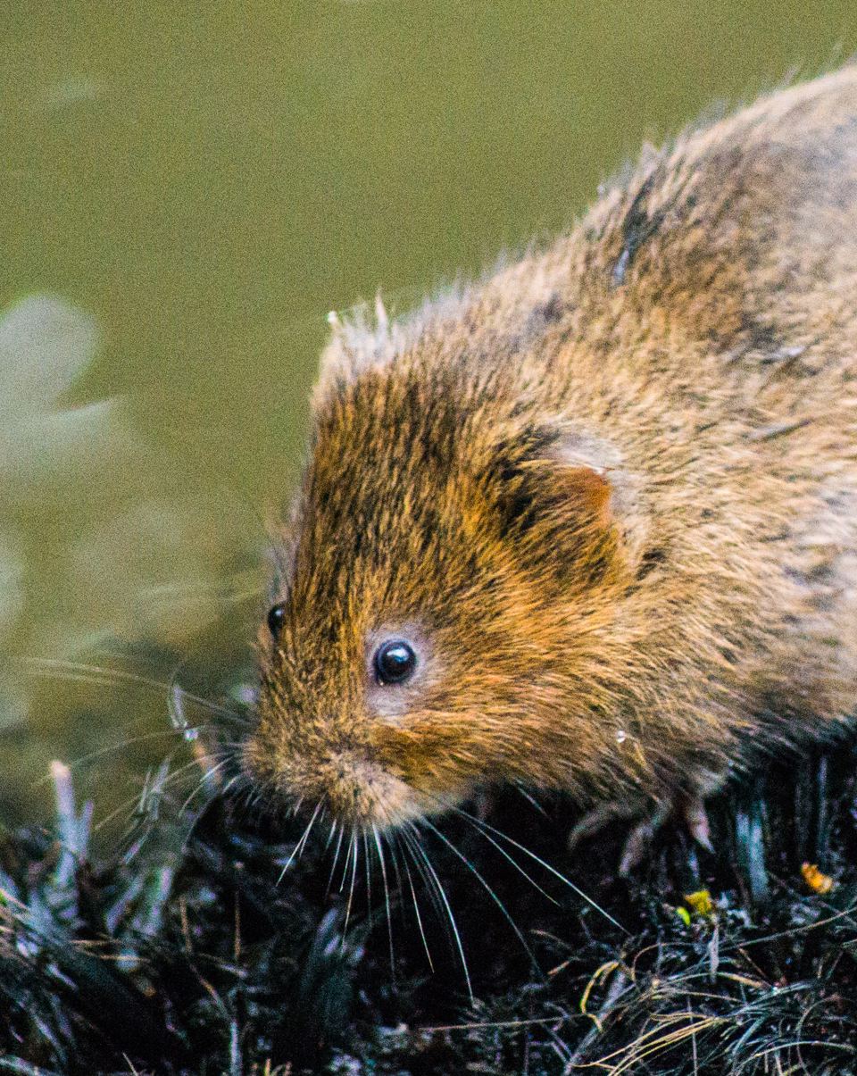 Water vole by the water