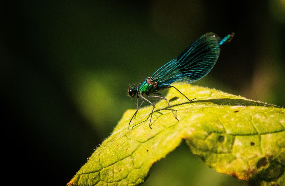 Damselfly by the ponds