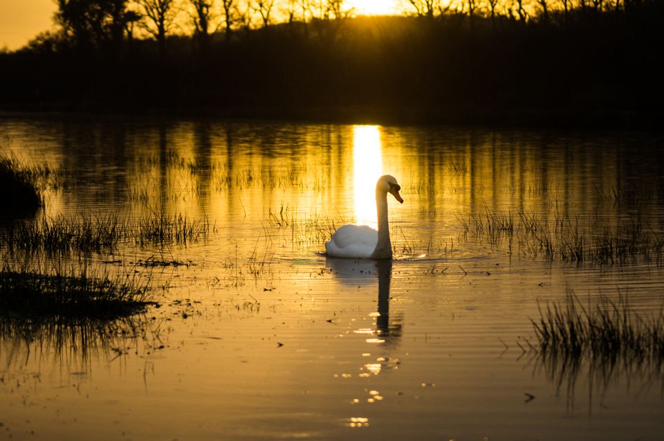 Swan on the pond at sunset