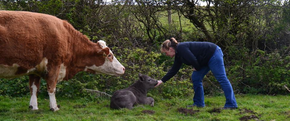 Cow and calf on the farm