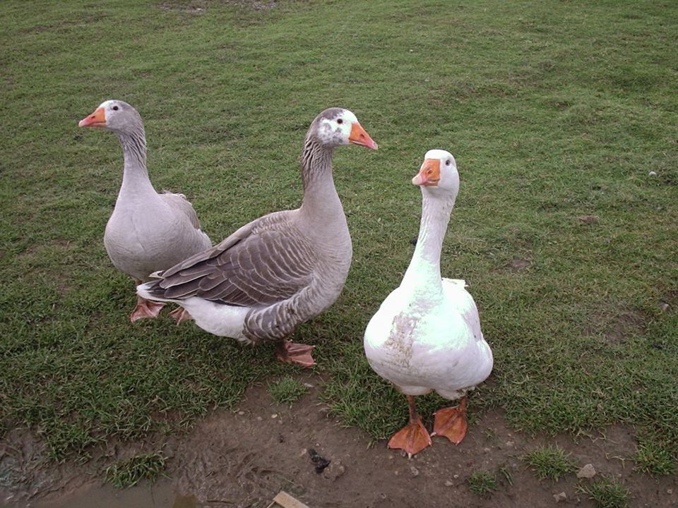 Geese on the grass
