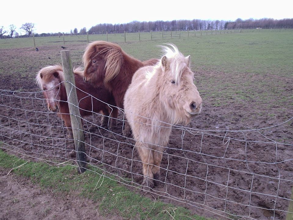 Ponies at the fence