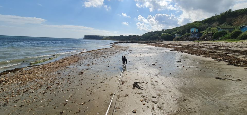 Beach below the site at low tide