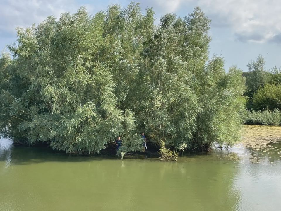 Willows on the lake edge