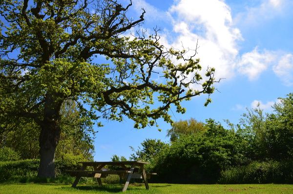 Picnic bench under an old oak
