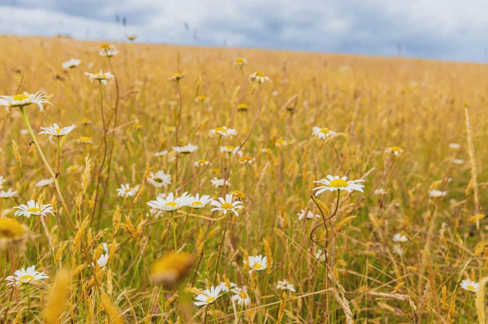 Wildflower meadow