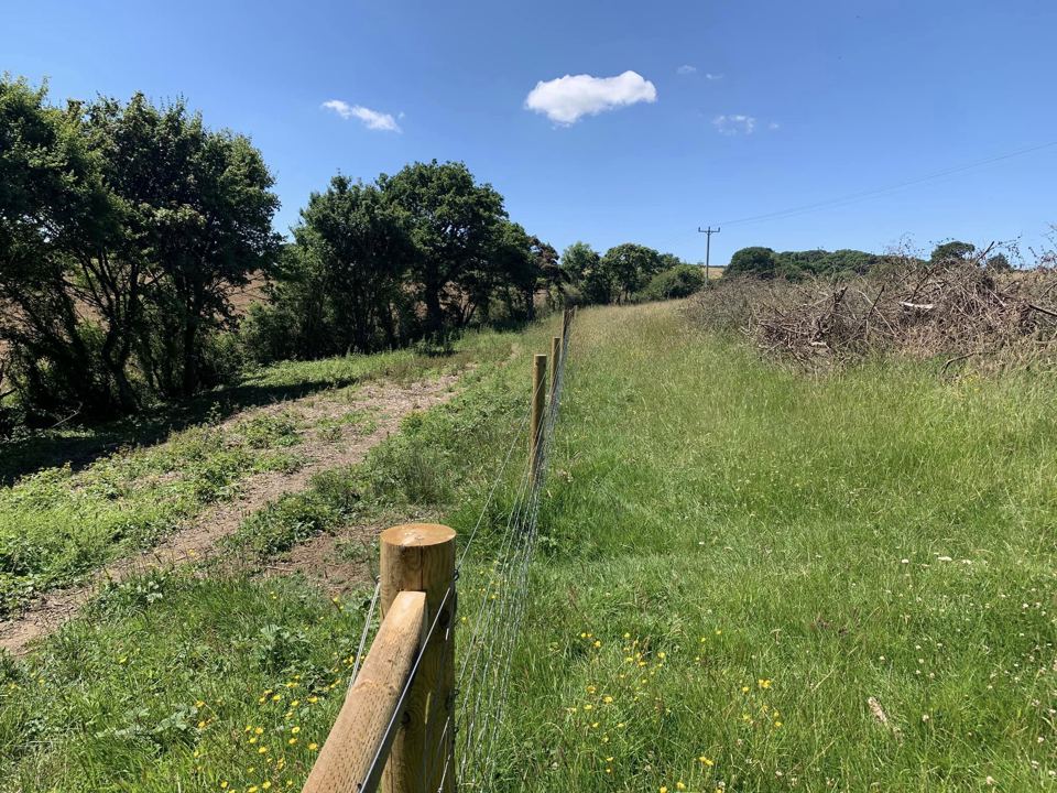 Grassy track by the fence