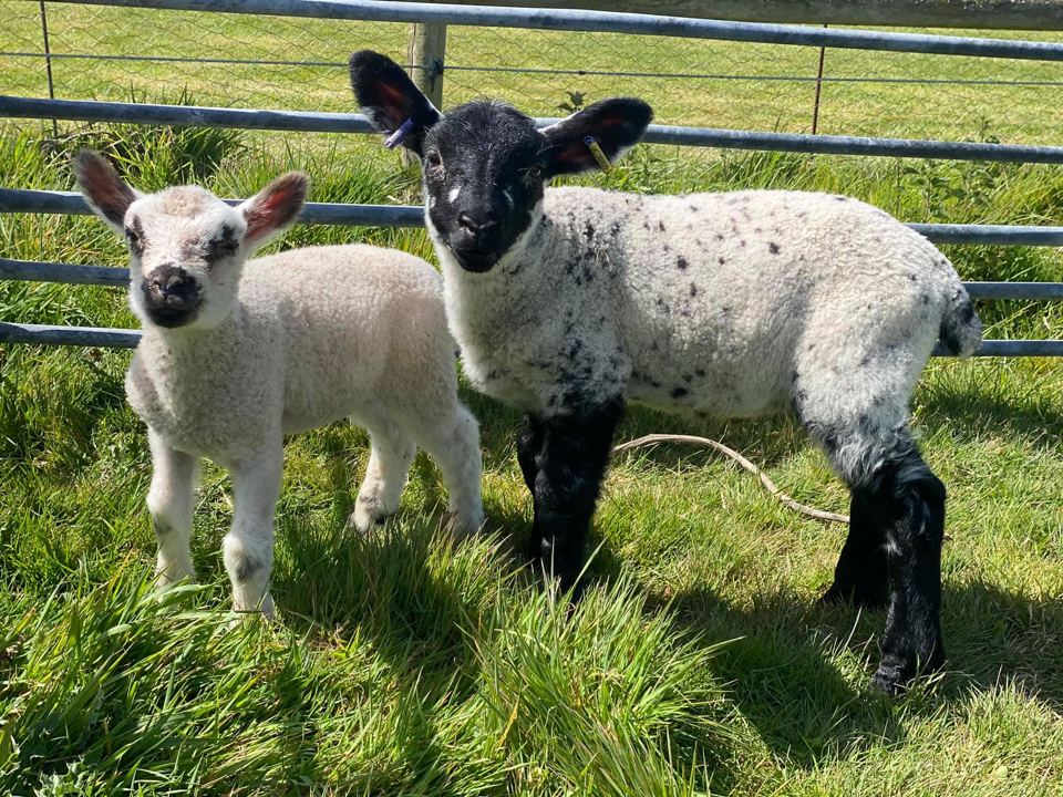Lambs by the gate