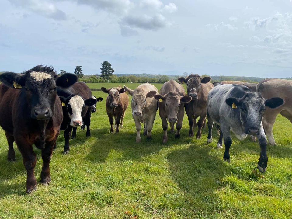 Cattle in the meadow
