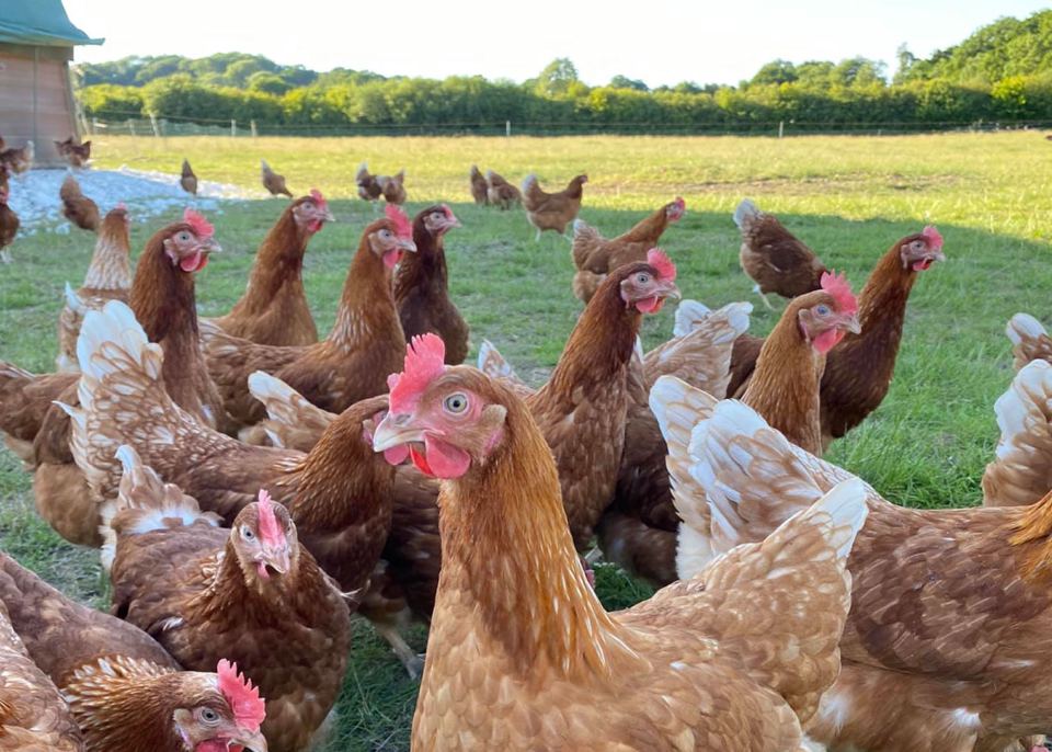 Free-range hens