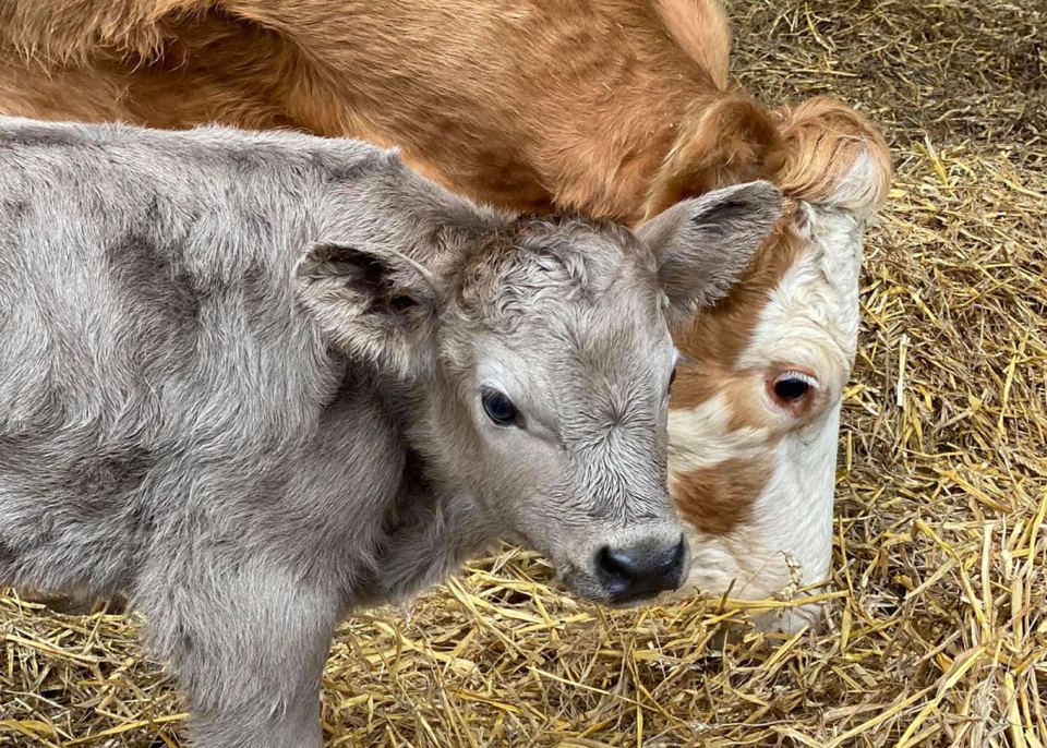 Calf in the barn