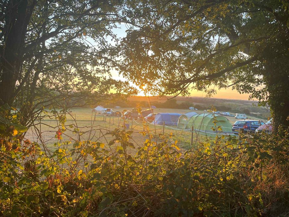 Meadow through the trees at sunset