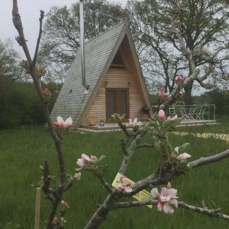 A-frame cabin behind blossom
