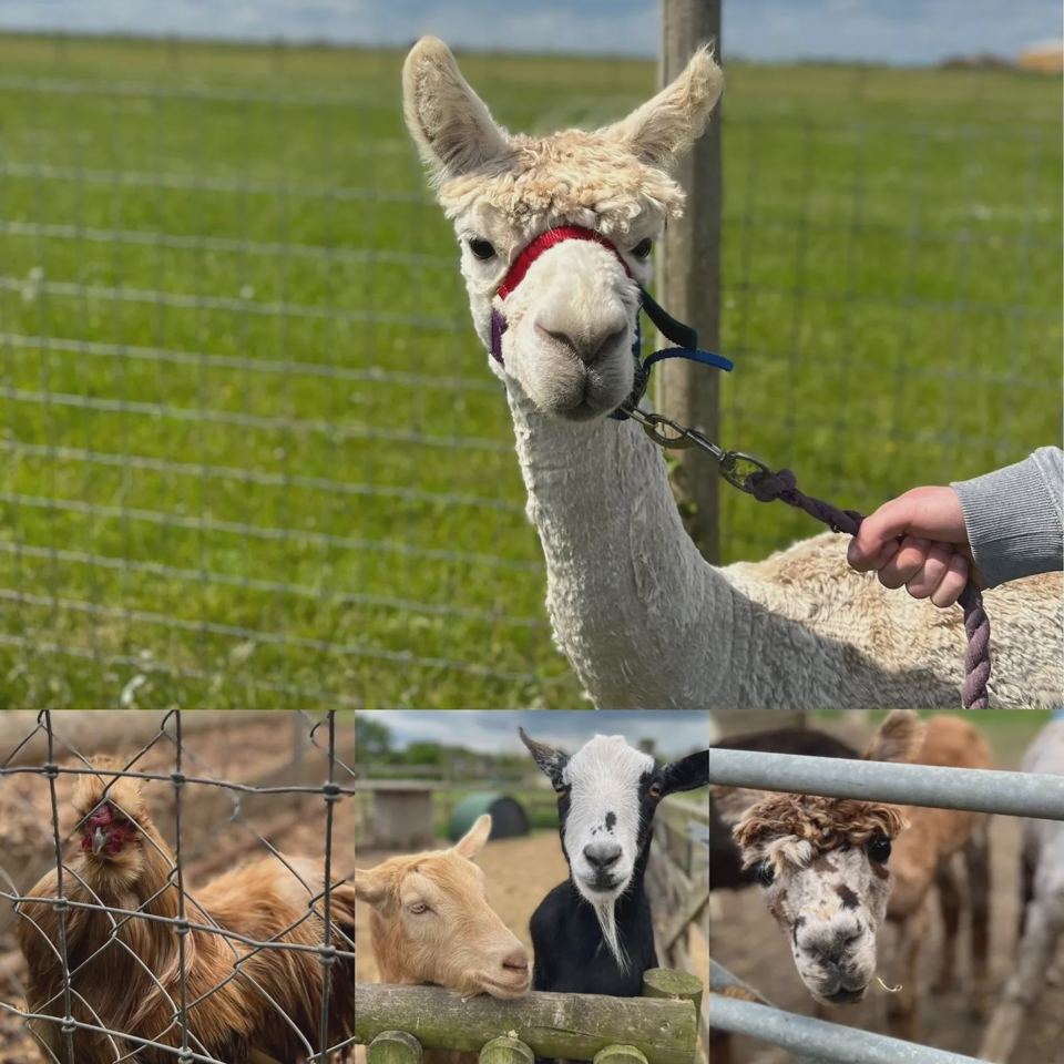 Alpacas, goats and chickens on the farm