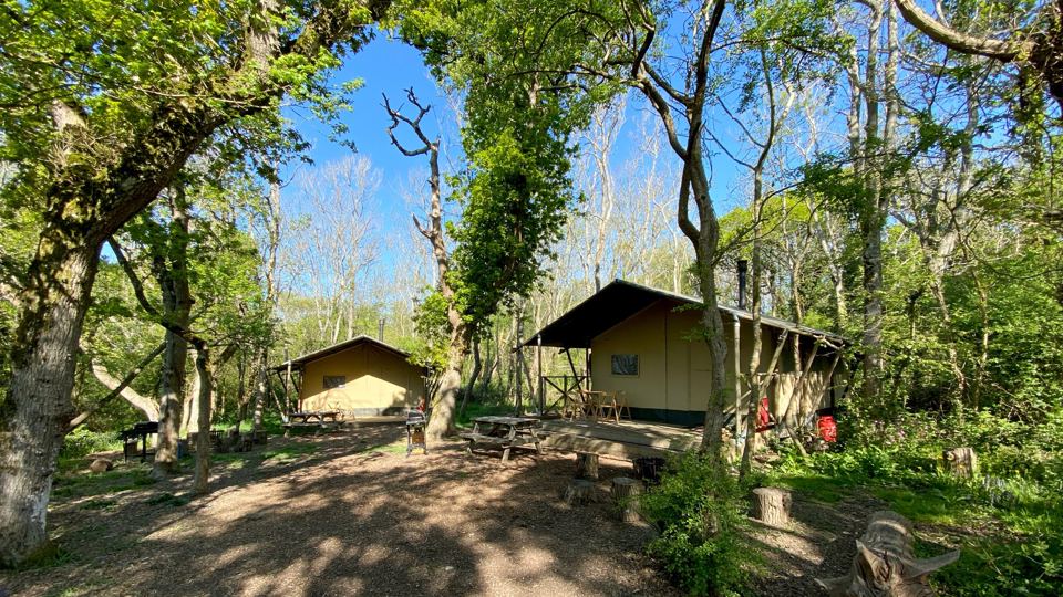 Safari tents in the woods