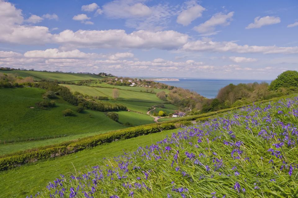 Bluebell bank above the valley